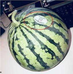 吃瓜网红大汉,揭秘网红背后的真实生活