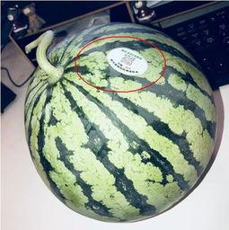 吃瓜网红国外,揭秘海外网络红人的崛起与影响力