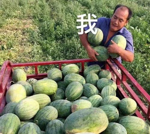 讲吃瓜爆料,吃瓜爆料背后的真相与内幕