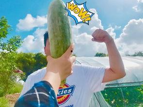 吃瓜跳舞网红叫什么来着,揭秘吃瓜跳舞网红的火爆魅力 第3张 吃瓜跳舞网红叫什么来着,揭秘吃瓜跳舞网红的火爆魅力 第3张