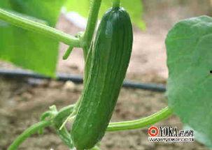 美食娱乐吃瓜,揭秘美食与吃瓜的跨界魅力  第2张