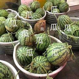 可云吃瓜娱乐,揭秘娱乐圈幕后故事，带你领略明星真实生活  第2张