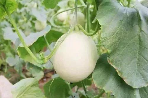 新沂网红吃瓜事件,揭秘网络舆论背后的真相与争议 第3张 新沂网红吃瓜事件,揭秘网络舆论背后的真相与争议 第3张