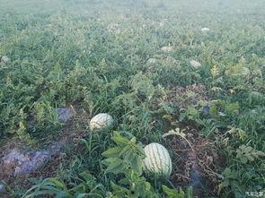 吃瓜论坛有哪些,热门话题与网友热议一览  第2张