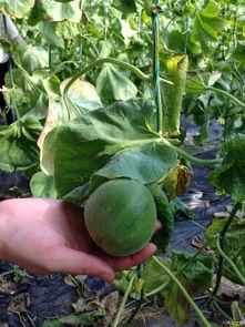 吃瓜论坛有哪些,热门话题与网友热议一览  第3张