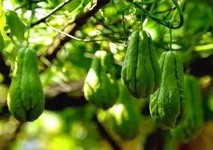 网红吃佛手瓜视频大全,佛手瓜美食盛宴，视频大全带你领略美味瞬间  第3张