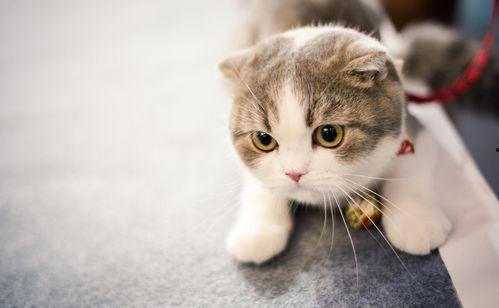 折耳猫娱乐吃瓜  第3张